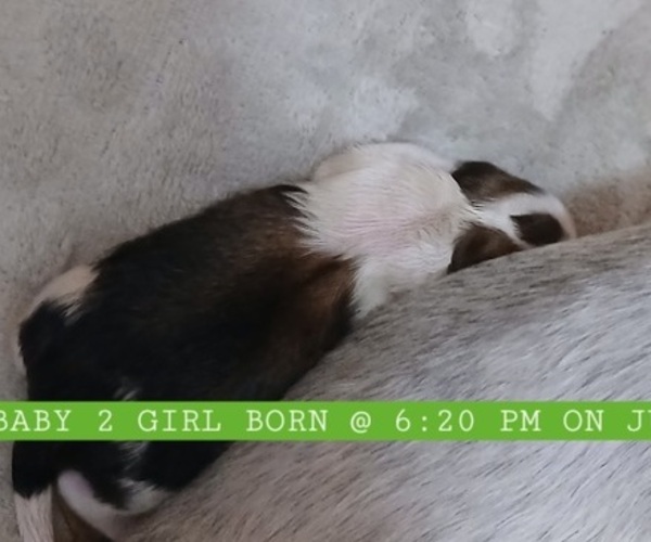 Medium Photo #1 Lhasa Apso Puppy For Sale in MATTOON, IL, USA