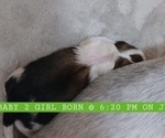 Small Lhasa Apso