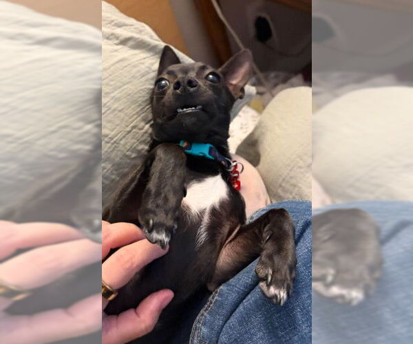 Medium Photo #3 Chihuahua Puppy For Sale in San Diego, CA, USA