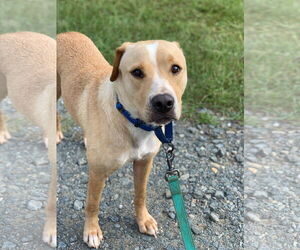 Medium American Pit Bull Terrier Mix