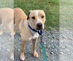 Small American Pit Bull Terrier Mix