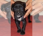 Small Photo #4 Cane Corso Puppy For Sale in GRENVILLE, NM, USA