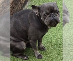 French Bulldog Dogs for adoption in Carrollton, TX, USA