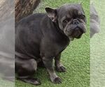 Small French Bulldog