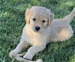 Small Photo #5 Golden Retriever Puppy For Sale in CHOWCHILLA, CA, USA