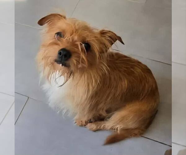 Medium Photo #1 Mutt Puppy For Sale in Huguenot, NY, USA