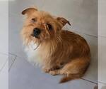 Small Mutt