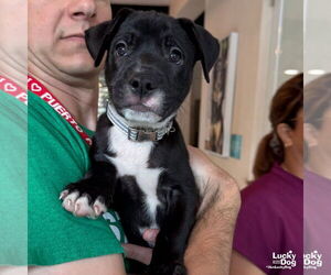 Medium Labrador Retriever-Retriever  Mix