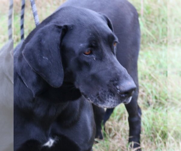 Medium Photo #2 Great Dane-Unknown Mix Puppy For Sale in Bandera, TX, USA