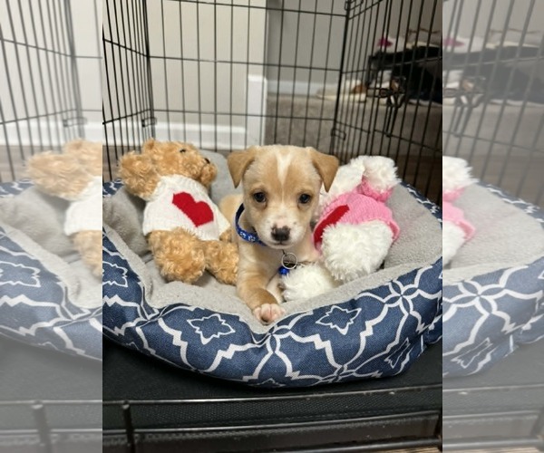 Medium Photo #1 Mutt Puppy For Sale in Holly Springs, NC, USA