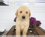 Small Photo #3 Golden Retriever Puppy For Sale in KALAMAZOO, MI, USA