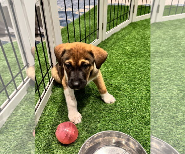 Medium Photo #2 Mutt Puppy For Sale in Sanford, FL, USA