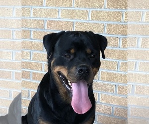 Father of the Rottweiler puppies born on 06/08/2025