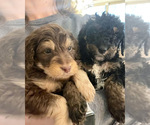 Small Photo #15 Bernedoodle Puppy For Sale in REYNOLDSBURG, OH, USA