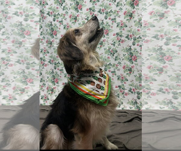 Medium Photo #2 Australian Shepherd-Unknown Mix Puppy For Sale in Wetumpka, AL, USA