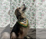 Small #1 Australian Shepherd Mix