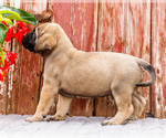 Small Photo #95 Mastiff Puppy For Sale in WAKARUSA, IN, USA