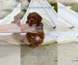 Maltipoo Puppy for Sale in MANHATTAN BEACH, California USA