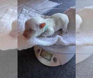 Medium Coton de Tulear