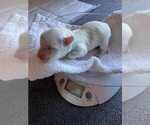 Puppy Alex Coton de Tulear