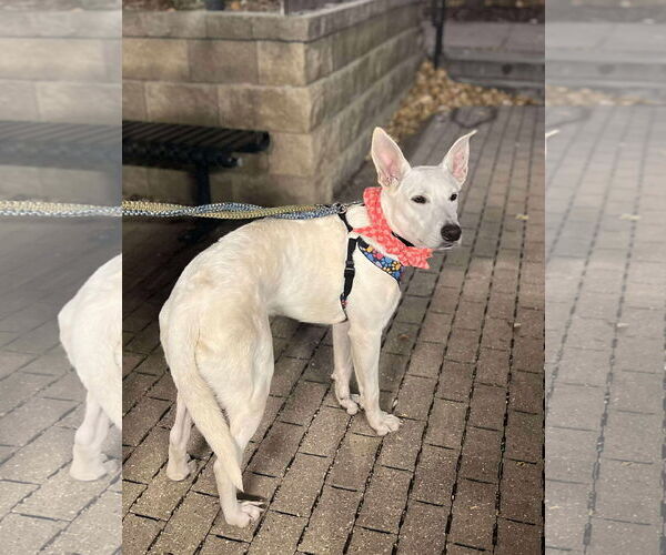 Medium Photo #3 Mutt Puppy For Sale in Minneapolis, MN, USA