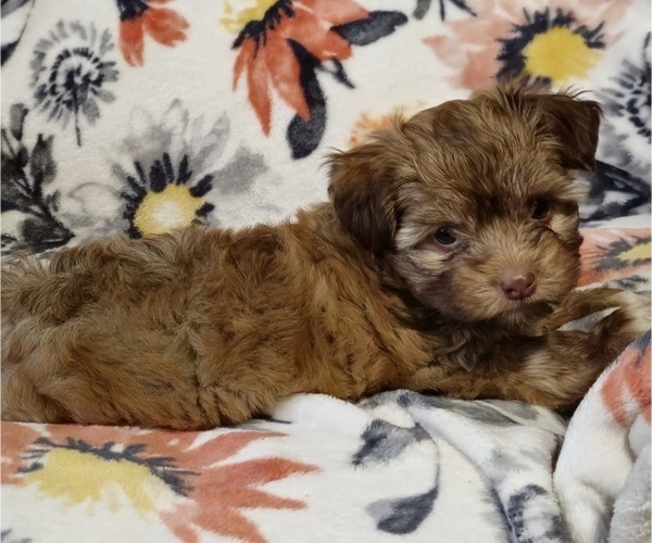 Medium Photo #7 Havanese Puppy For Sale in ALBION, PA, USA