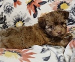 Small Photo #7 Havanese Puppy For Sale in ALBION, PA, USA