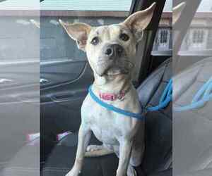 Staffordshire Bull Terrier-Unknown Mix Dogs for adoption in Evansville, IN, USA