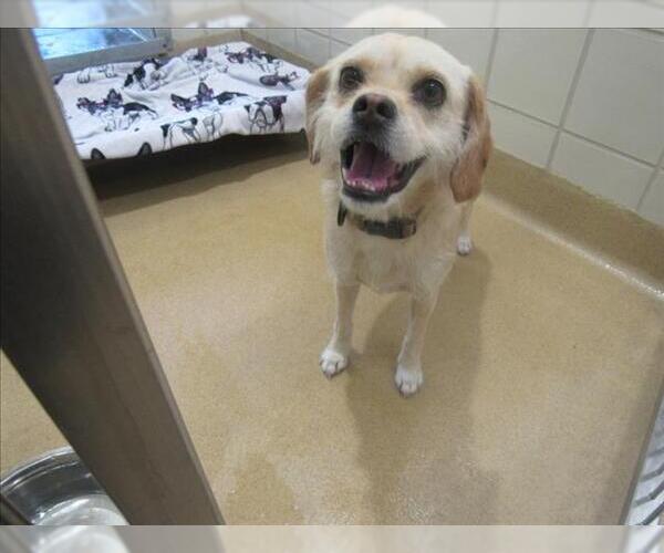 Medium Photo #1 Chihuahua-Unknown Mix Puppy For Sale in Derwood, MD, USA