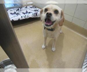 Chihuahua-Unknown Mix Dogs for adoption in Derwood, MD, USA