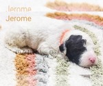 Puppy Jerome Sheepadoodle