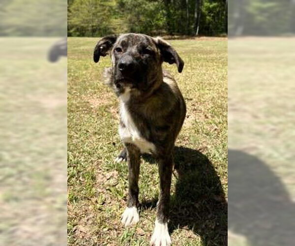 Medium Photo #1 Holland Shepherd-Plott Hound Mix Puppy For Sale in Attalka, AL, USA