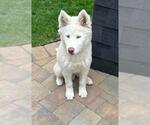 Small Siberian Husky