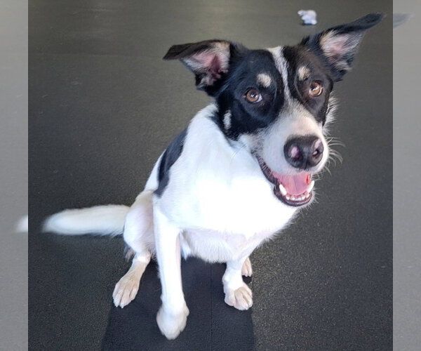 Medium Photo #22 Border Collie Puppy For Sale in Highland, IL, USA
