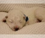 Puppy 3 Samoyed