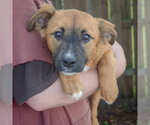 Small #2 Mutt