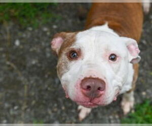 American Pit Bull Terrier Dogs for adoption in Glen Allen, VA, USA