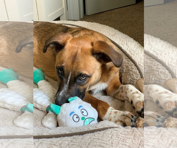 Medium Photo #19 Mutt Puppy For Sale in Farmington, MN, USA