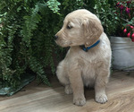 Small #2 Golden Retriever