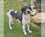Small Poodle (Miniature) Mix