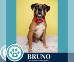 Small Photo #9 Boxer Puppy For Sale in Kimberton, PA, USA