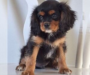 Cavalier King Charles Spaniel Puppy for sale in PARKESBURG, PA, USA