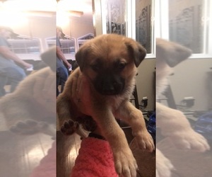 Bull-Boxer-German Shepherd Dog Mix Puppy for sale in BATTLE GROUND, WA, USA