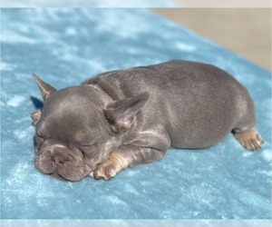 French Bulldog Puppy for sale in DENVER, CO, USA