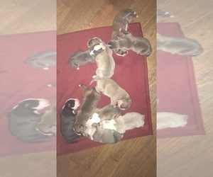 American Pit Bull Terrier Puppy for sale in MAYWOOD, IL, USA