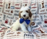 Tofu - Male Poodle (Miniature) Puppy for Sale - Photo #6