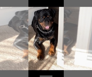 Father of the Rottweiler puppies born on 02/04/2023
