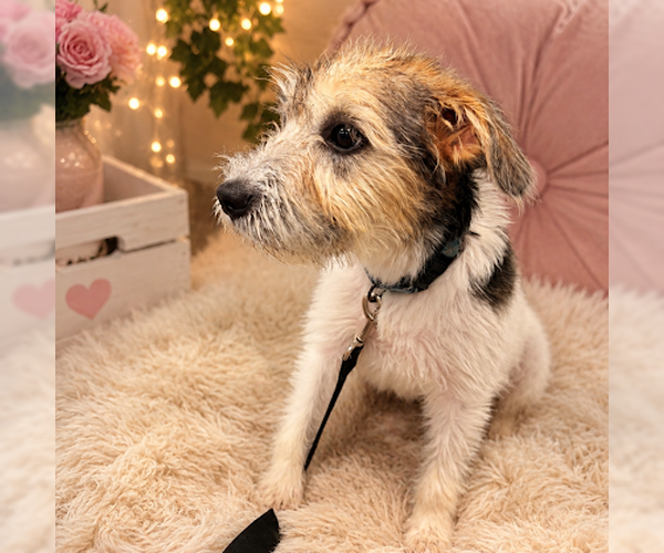 Medium Photo #1 Mutt Puppy For Sale in Sterling, MA, USA