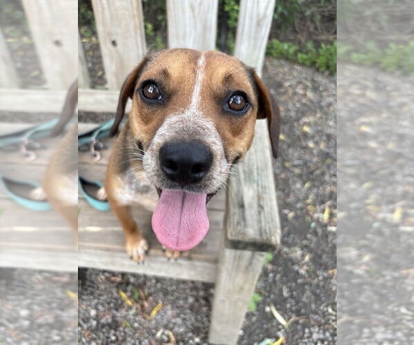 Medium Photo #2 Beagle-Unknown Mix Puppy For Sale in Elmsford, NY, USA