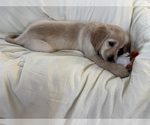 Puppy Miss Violet Golden Retriever